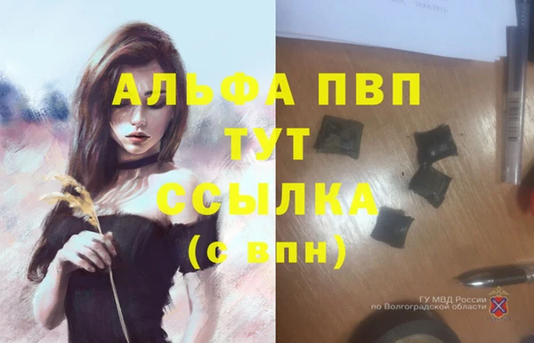 индика Гусев